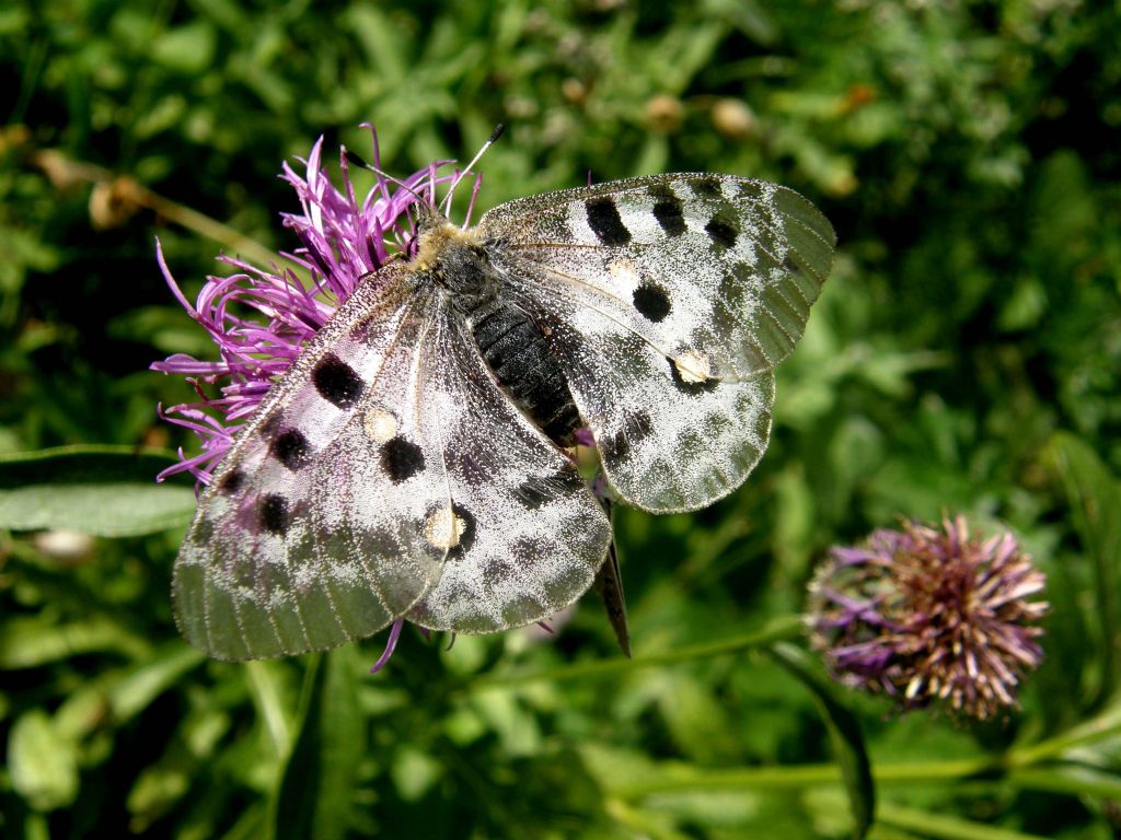 Alla ricerca della farfalla perduta:  Parnassius apollo (Papilionidae)