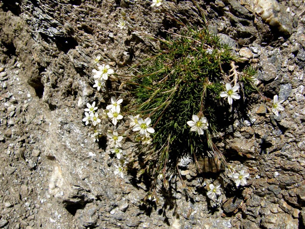 Bel cespuglio di fiori bianchi - Minuartia sp. (Caryophyllaceae)