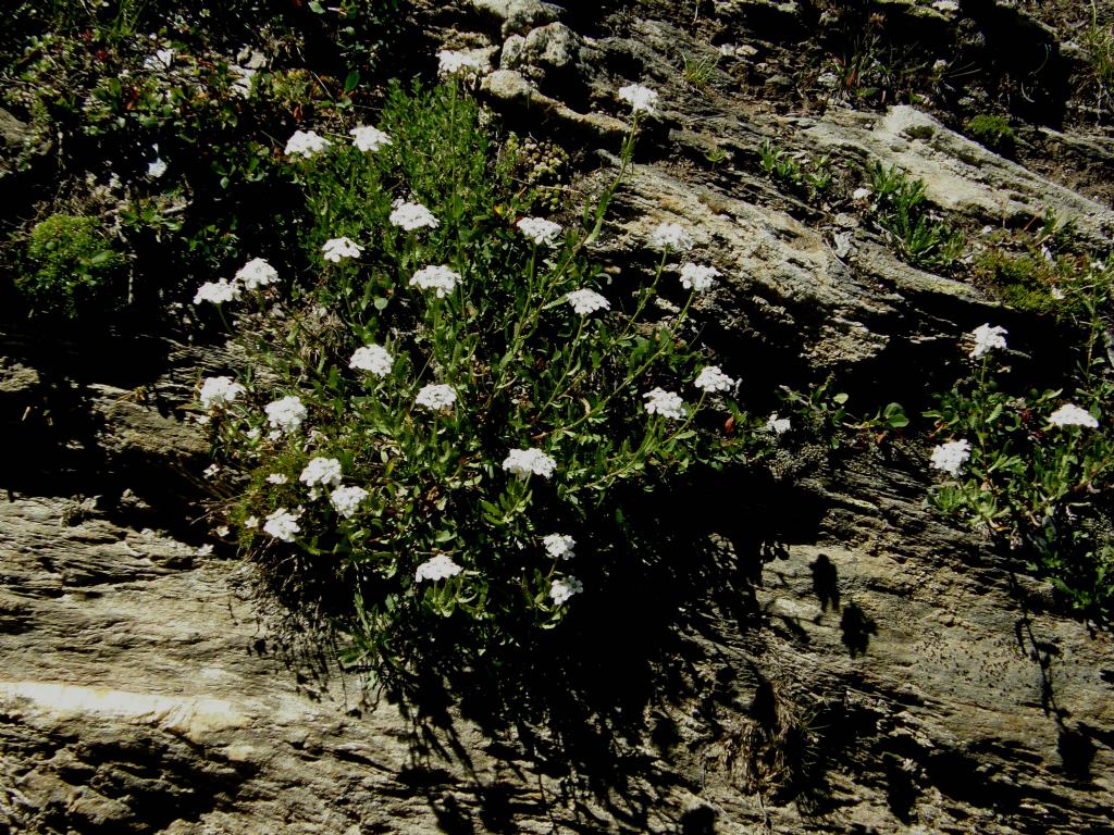 Achillea erba-rotta
