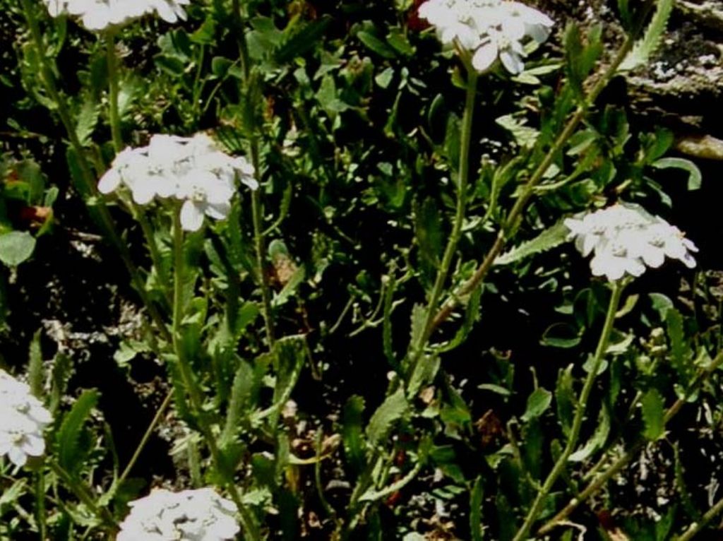 Achillea erba-rotta