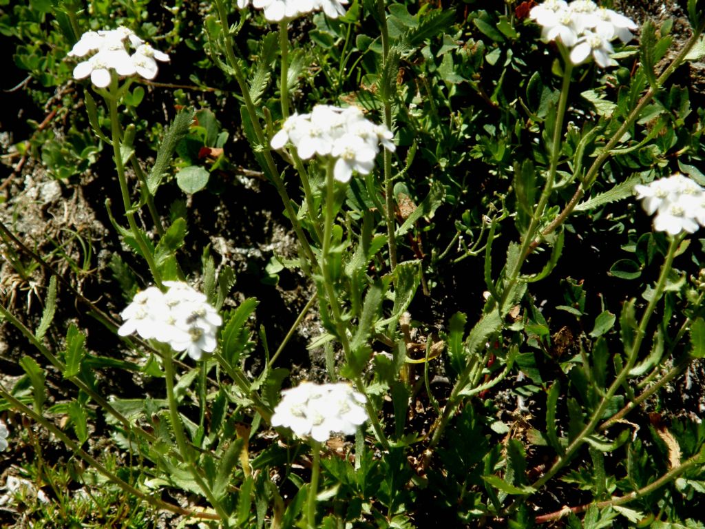 Achillea erba-rotta