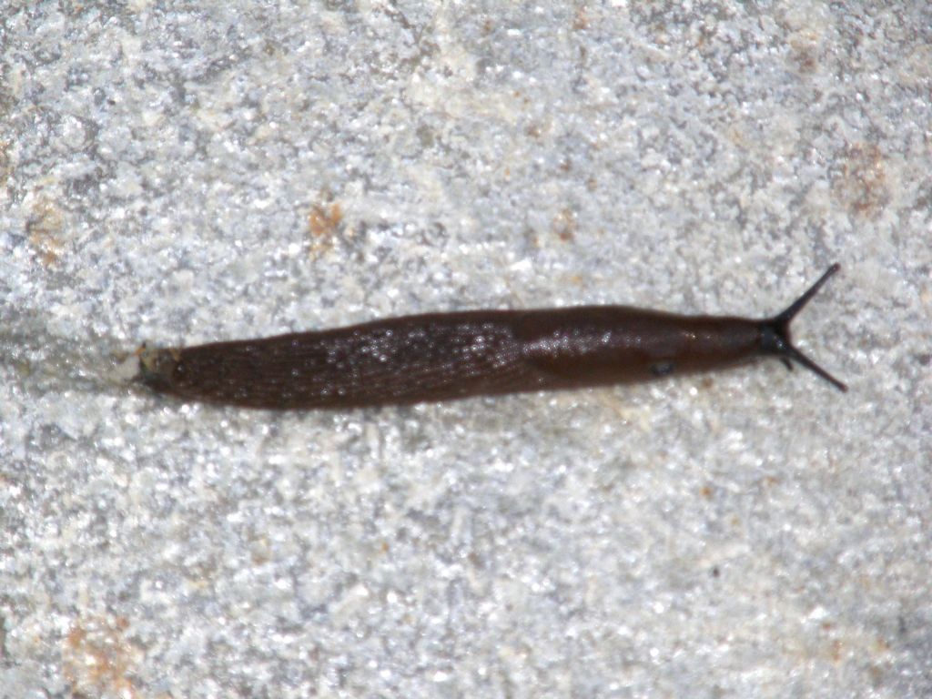 Un''invasione di Arion vulgaris