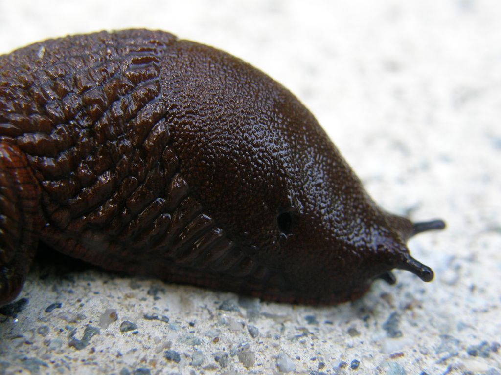 Un''invasione di Arion vulgaris