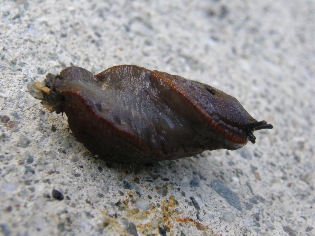 Un''invasione di Arion vulgaris