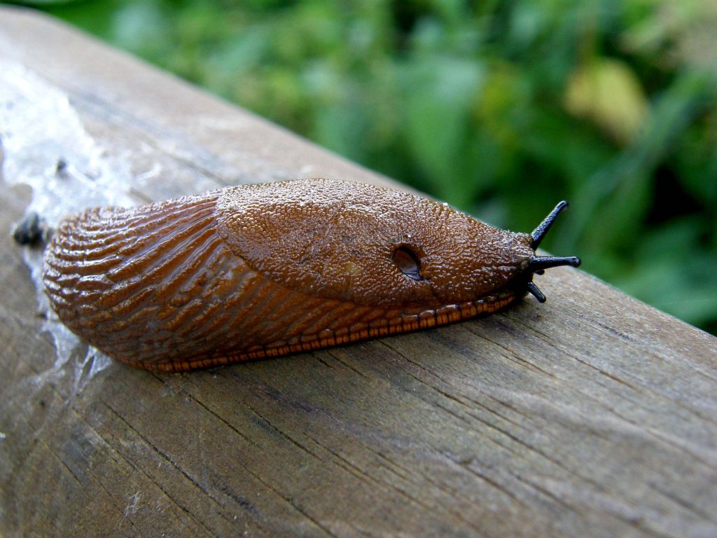 Un''invasione di Arion vulgaris