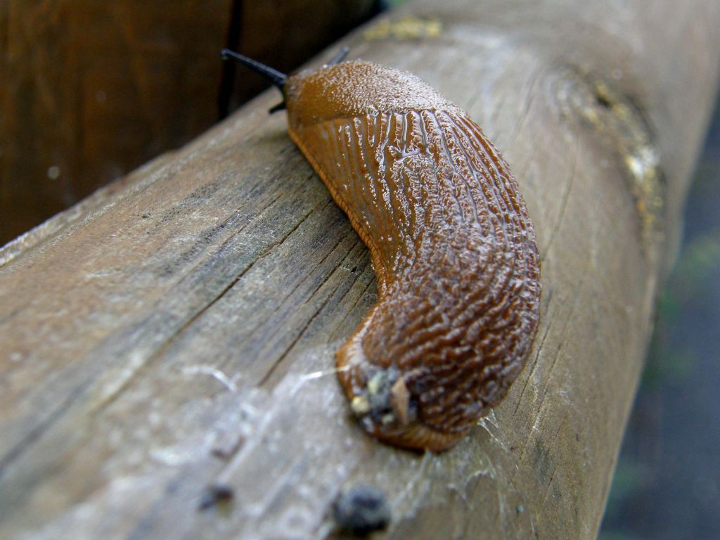 Un''invasione di Arion vulgaris