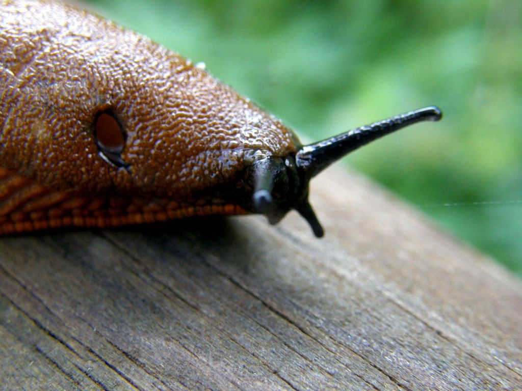 Un''invasione di Arion vulgaris