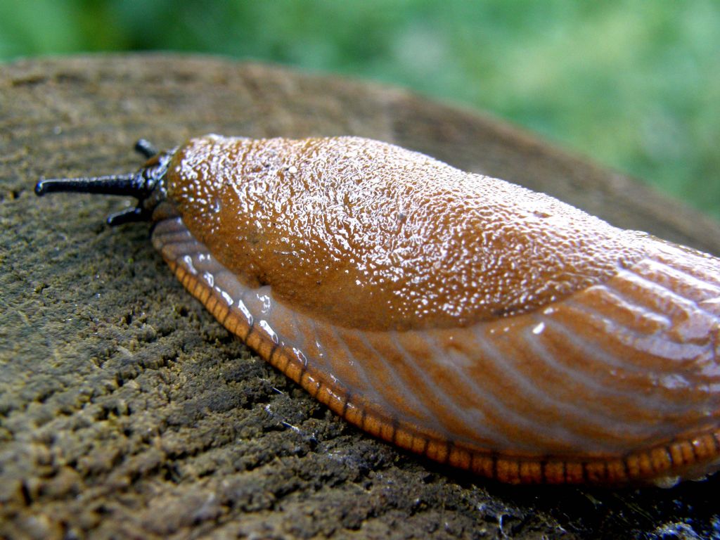 Un''invasione di Arion vulgaris