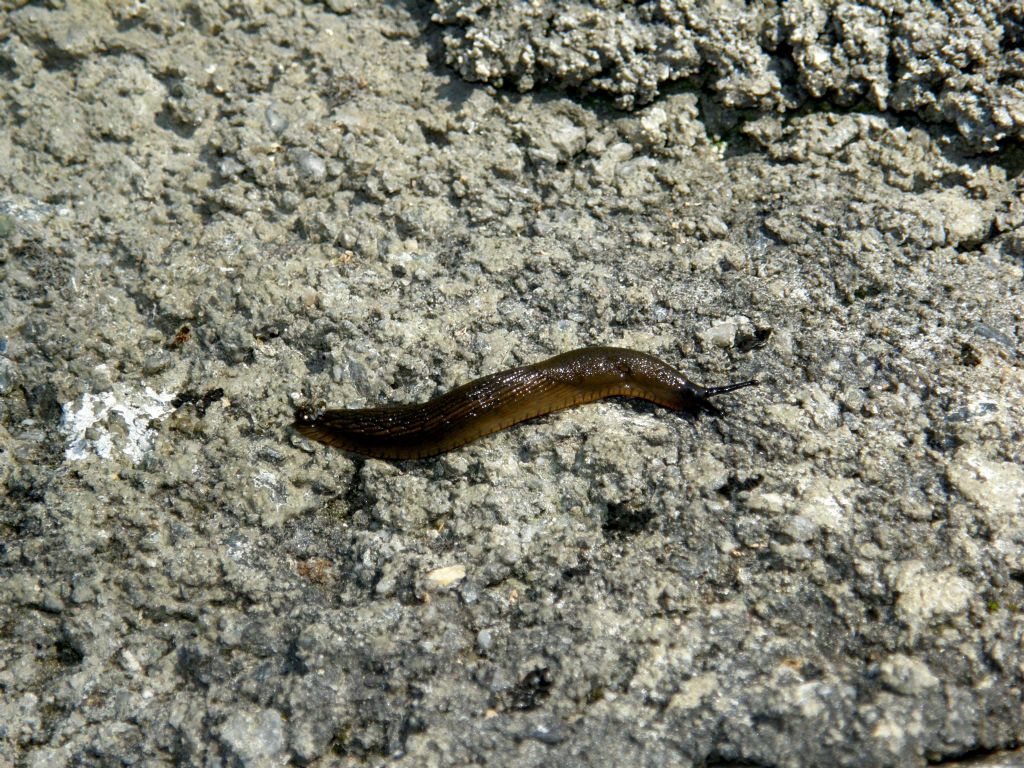 Un''invasione di Arion vulgaris