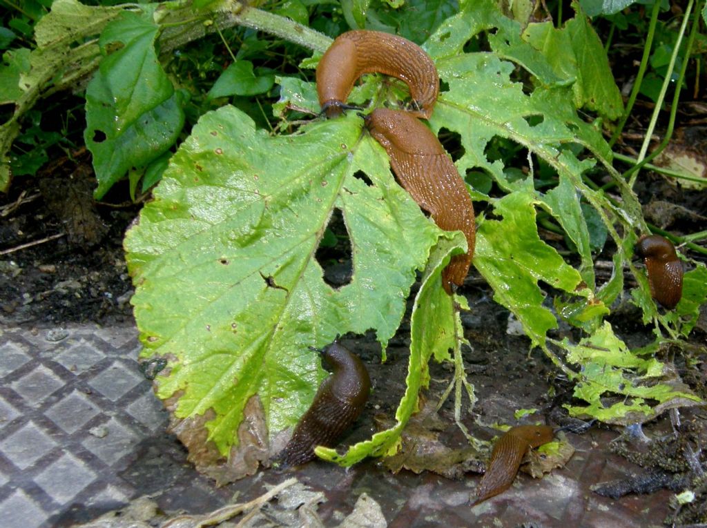 Un''invasione di Arion vulgaris
