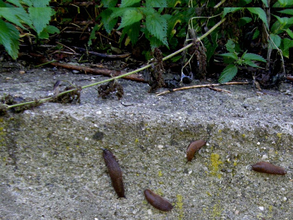 Un''invasione di Arion vulgaris