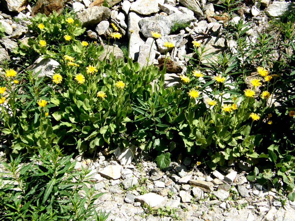 Doronicum grandiflorum