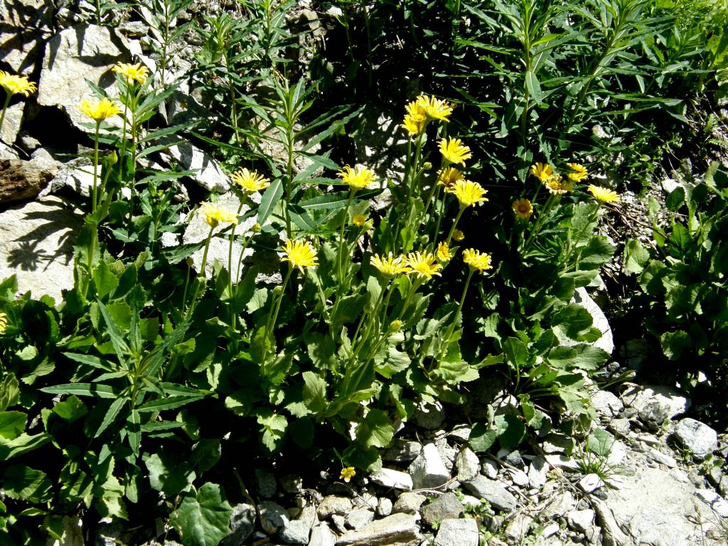 Doronicum grandiflorum