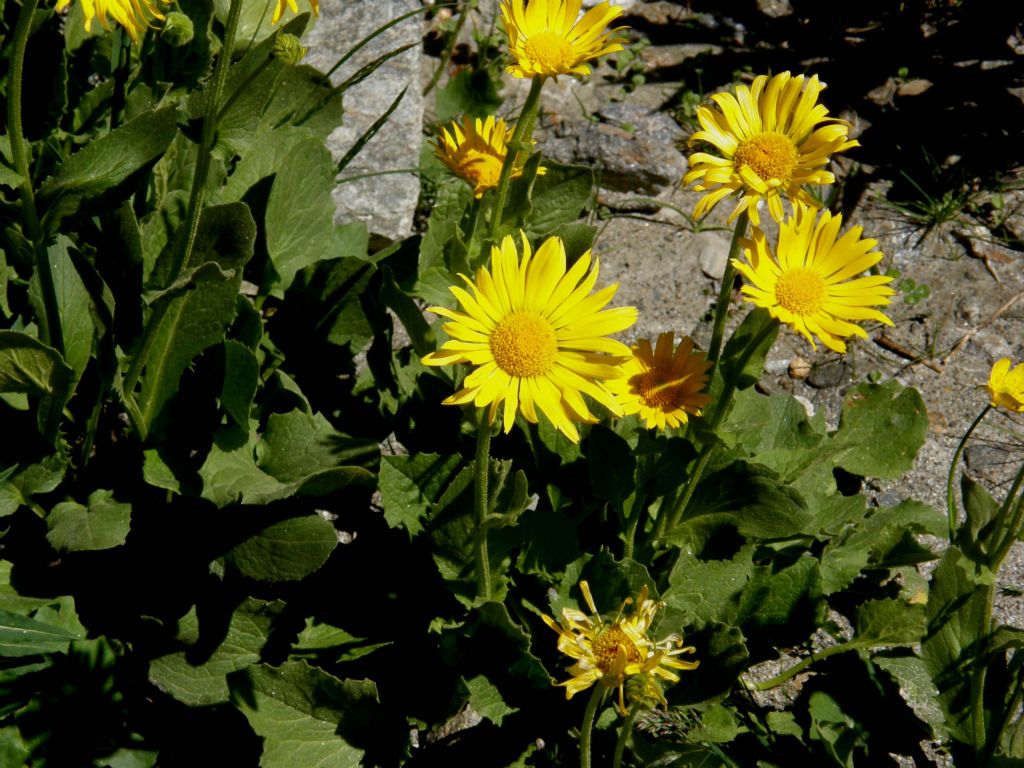 Doronicum grandiflorum