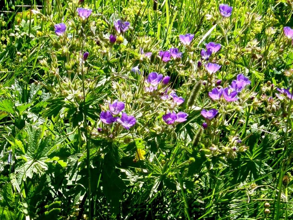 Geranium sylvaticum