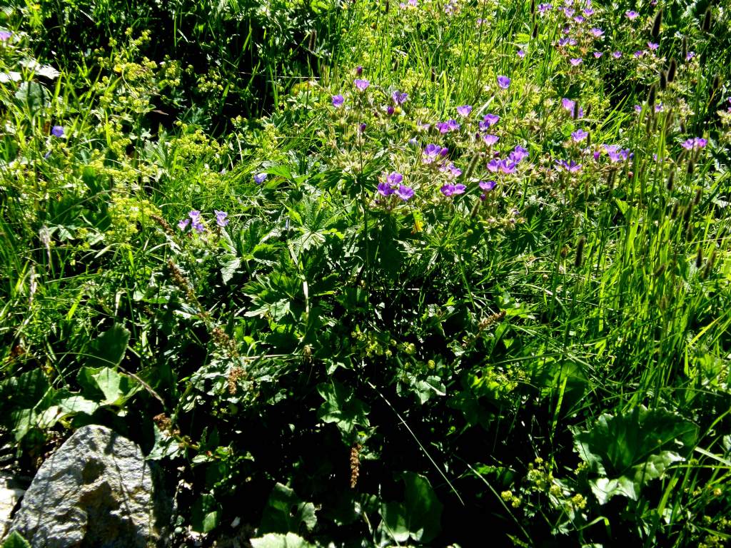 Geranium sylvaticum