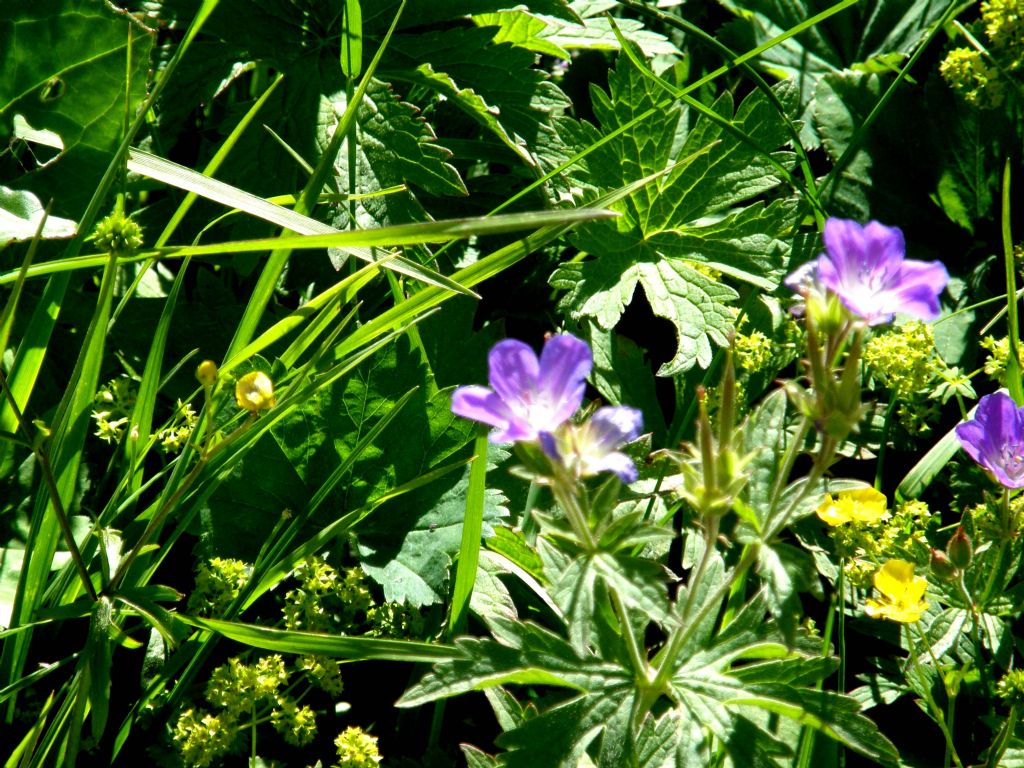 Geranium sylvaticum