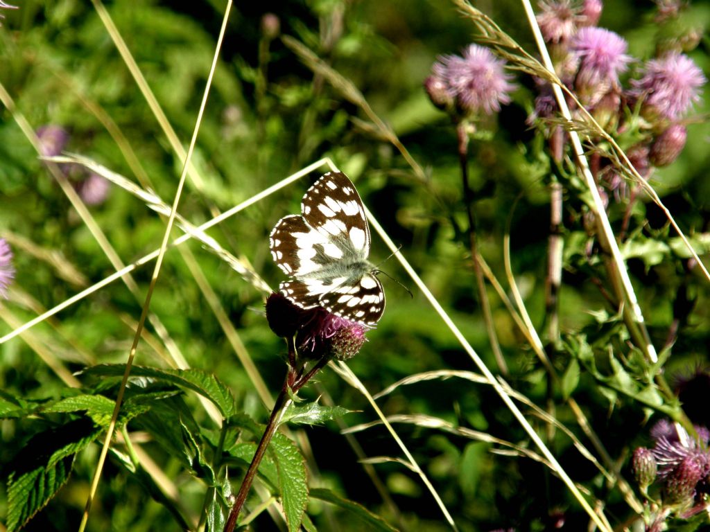 Melanargia galathea (Nymphalidae Satyrinae)