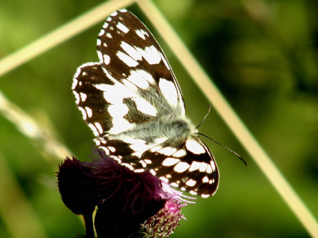 Melanargia galathea (Nymphalidae Satyrinae)