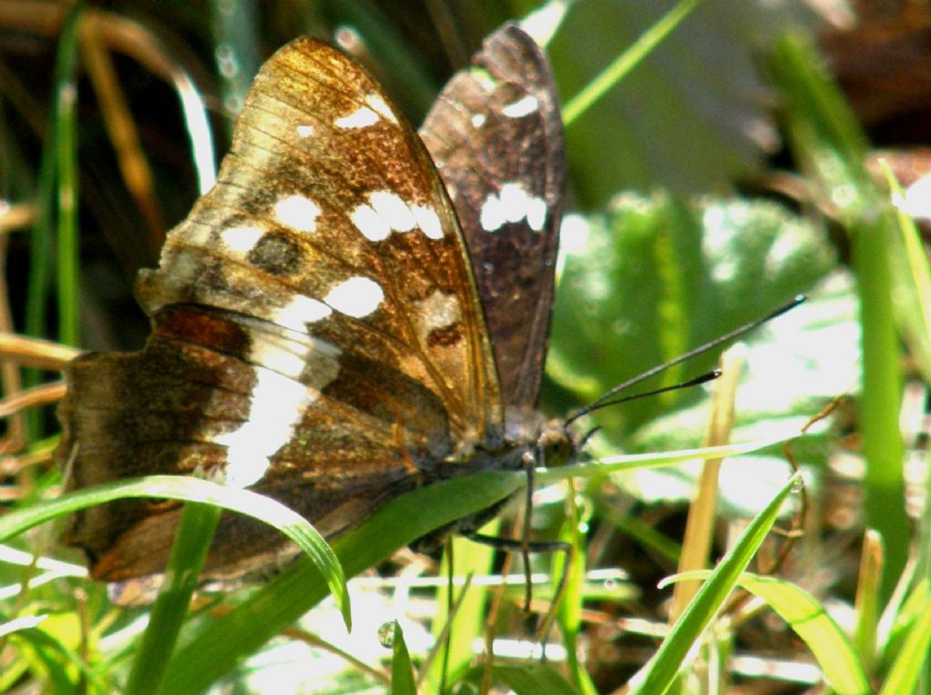 Farfalla tra l''erba