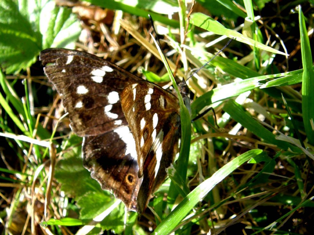 Farfalla tra l''erba
