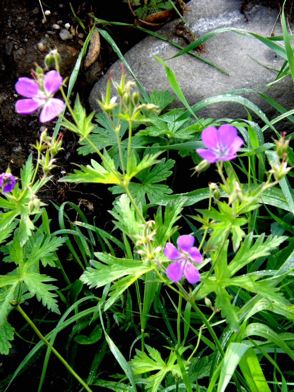 Geranium sylvaticum
