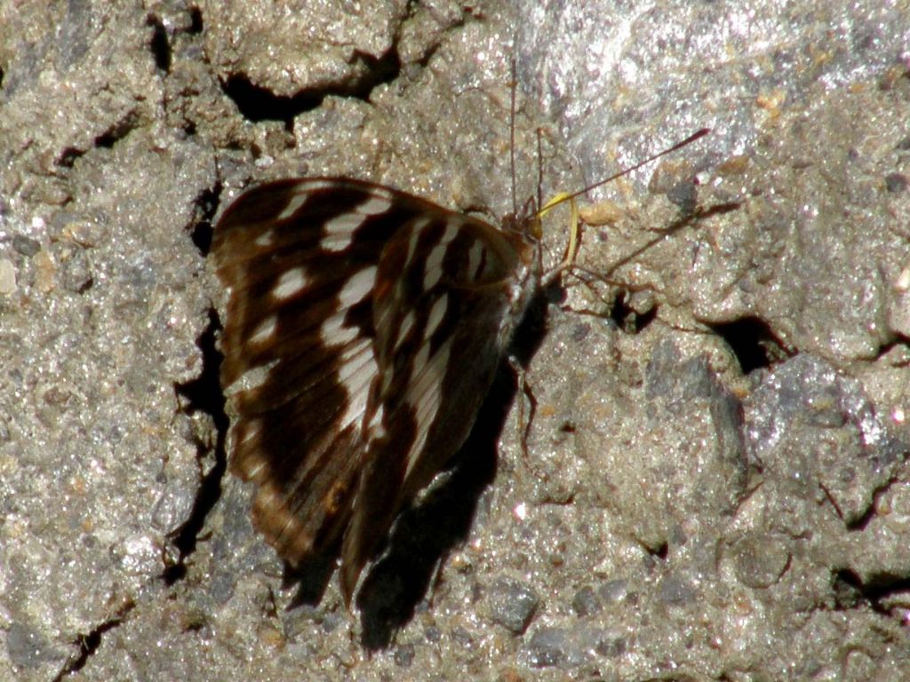 Farfalla tra l''erba