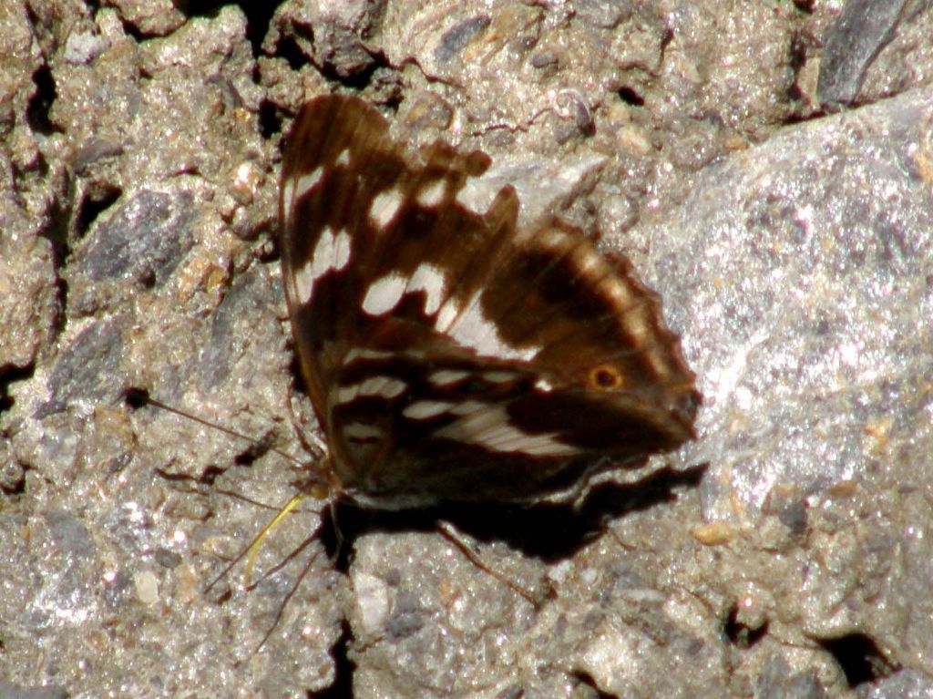 Farfalla tra l''erba