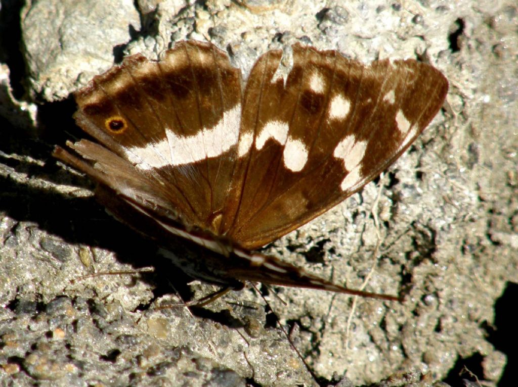 Farfalla tra l''erba