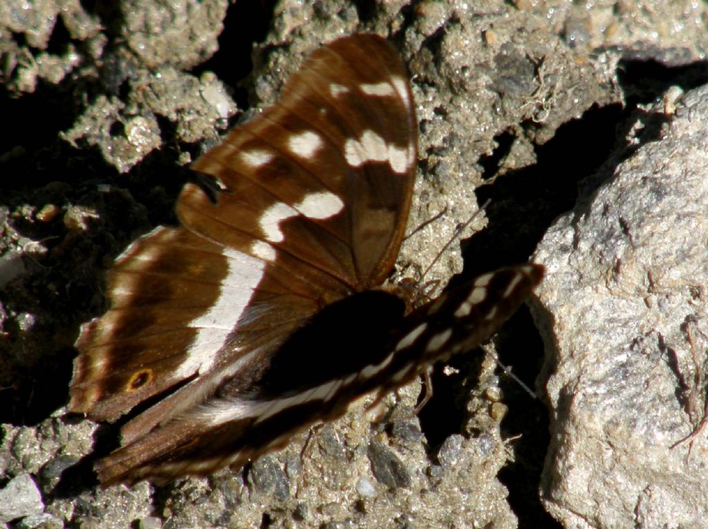 Farfalla tra l''erba