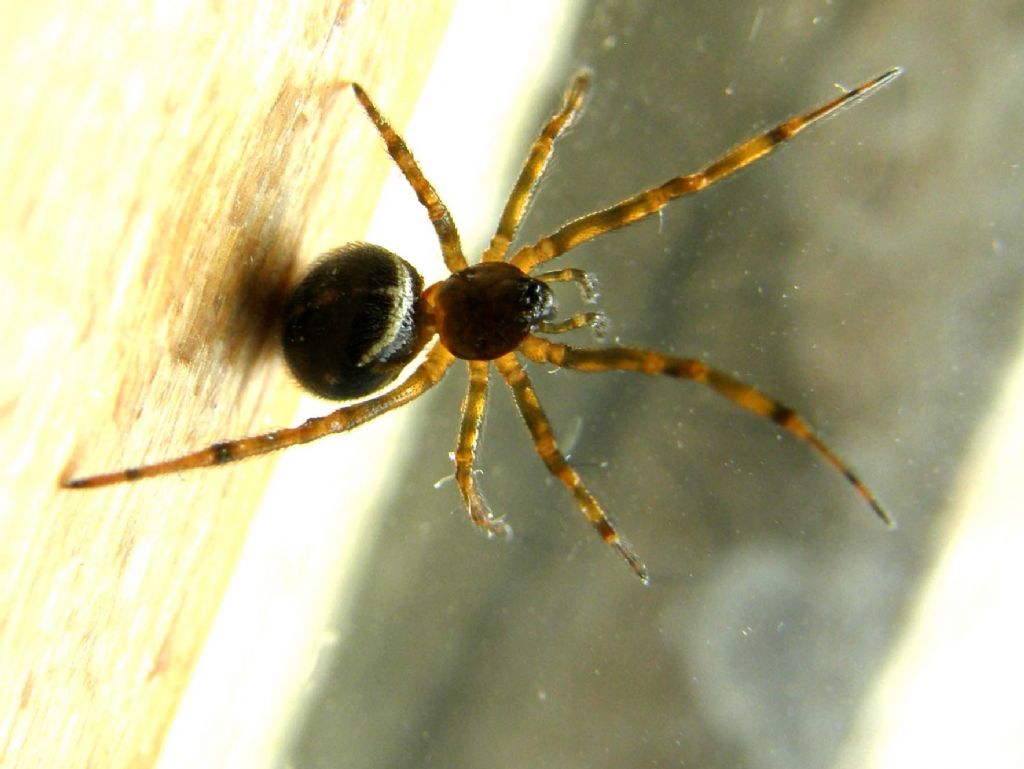 Steatoda bipunctata
