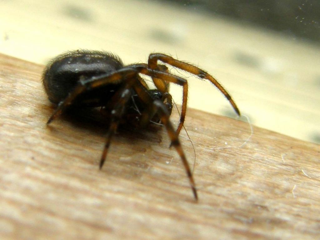 Steatoda bipunctata