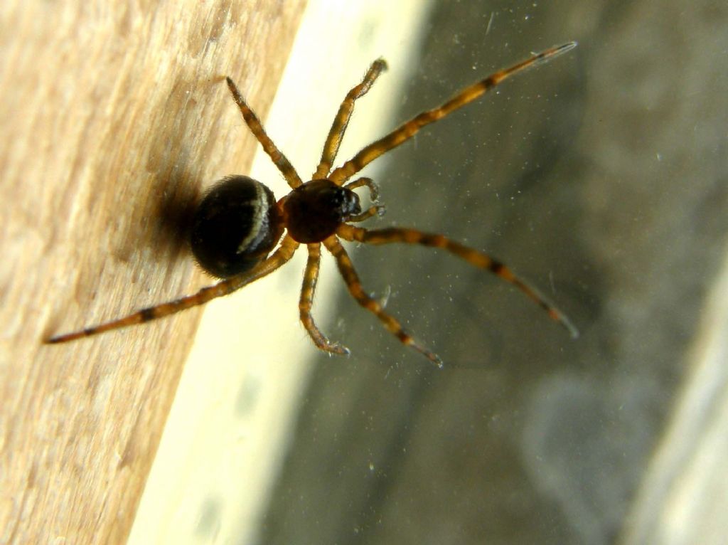 Steatoda bipunctata