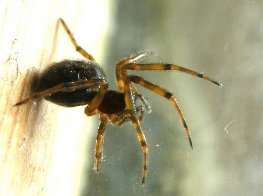 Steatoda bipunctata