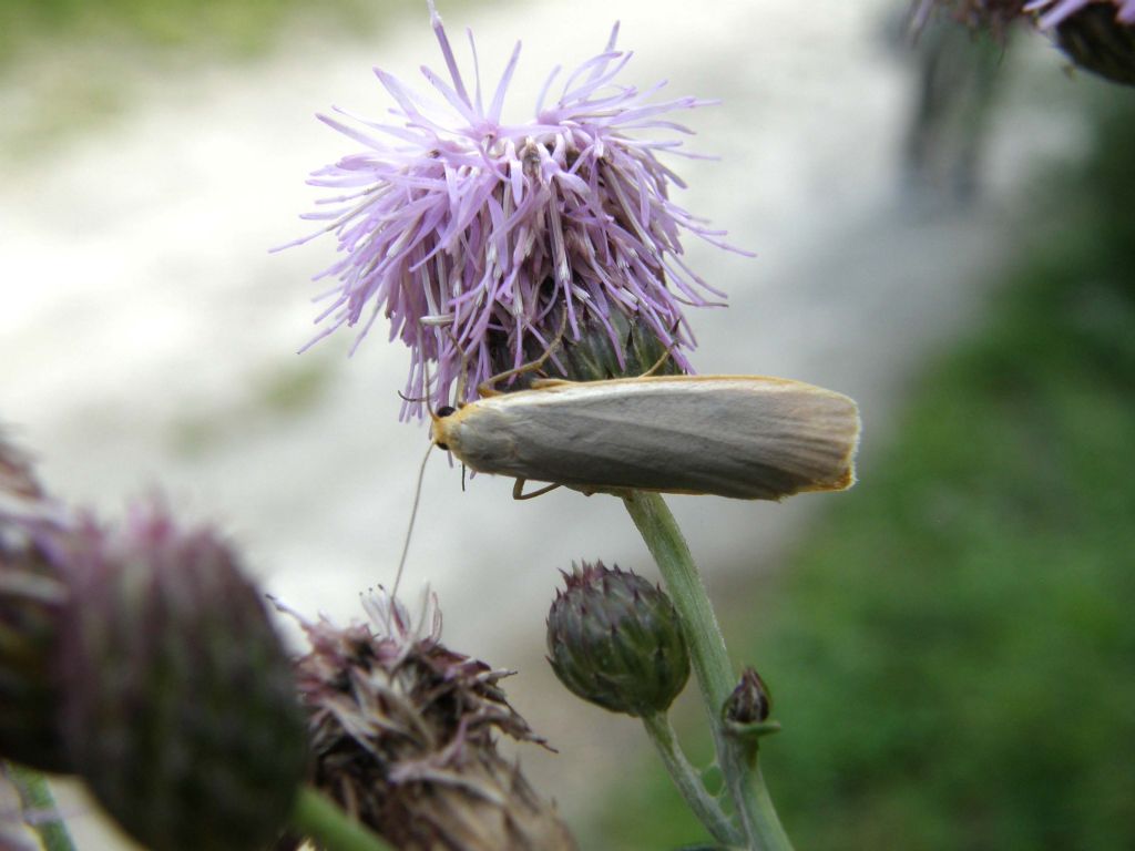 Farfallina valdostana da identificare