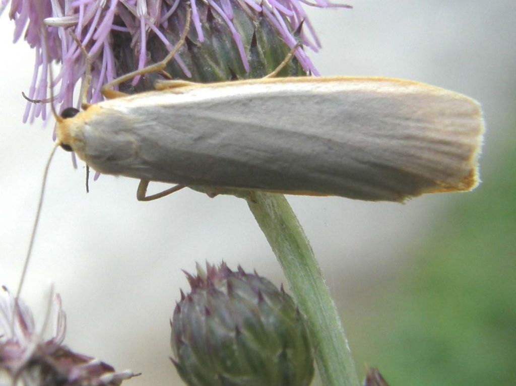 Farfallina valdostana da identificare