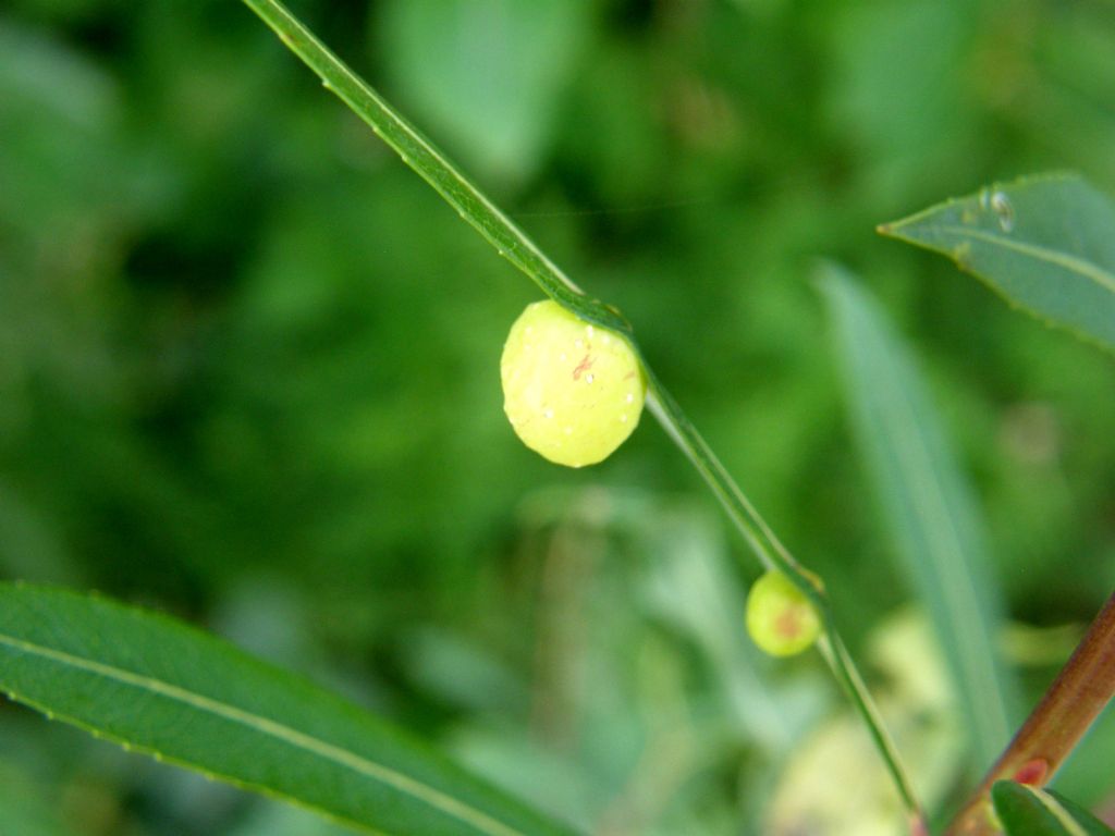 Galle di Pontania viminalis (Tenthtìrediniidae)