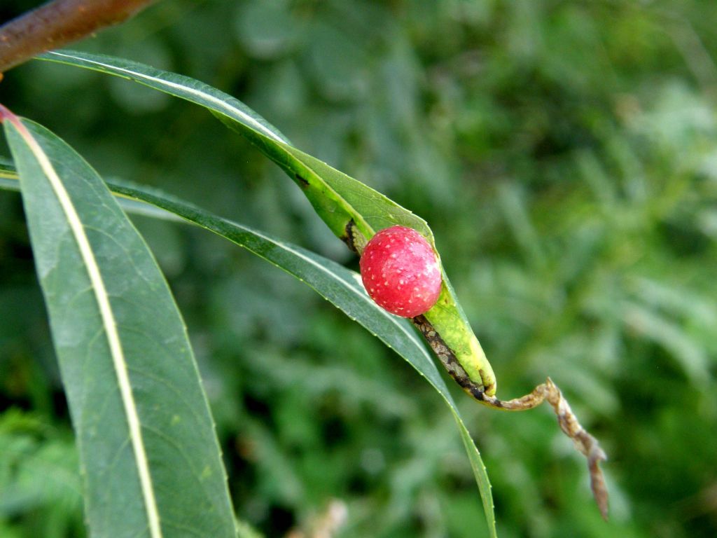 Galle di Pontania viminalis (Tenthtìrediniidae)
