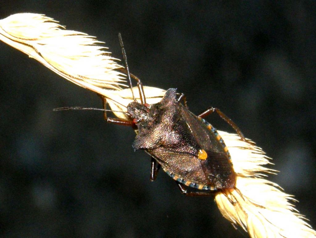 Pentatoma rupifes solitario e ...in compagnia