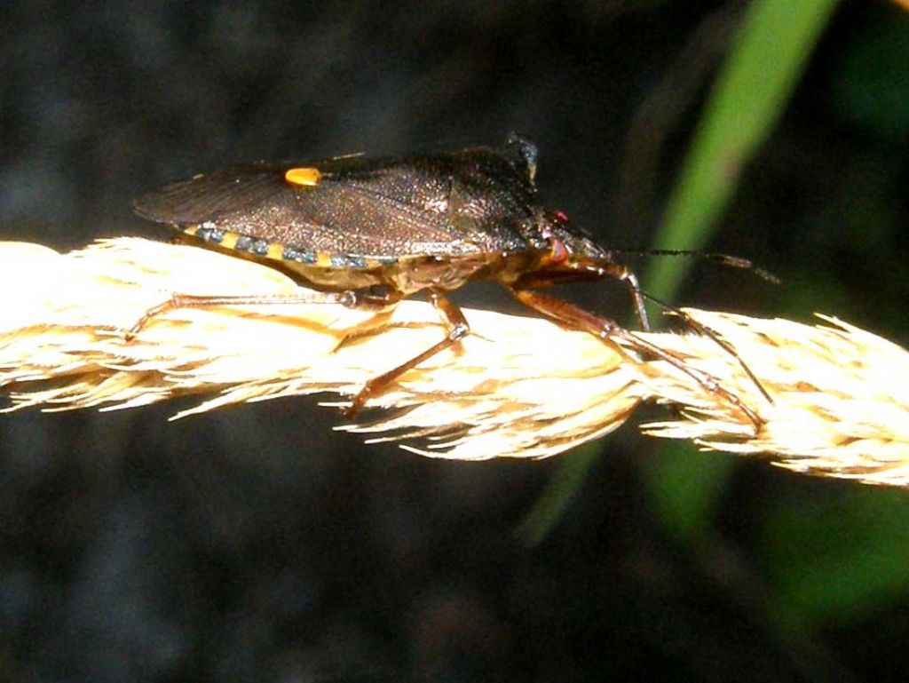 Pentatoma rupifes solitario e ...in compagnia