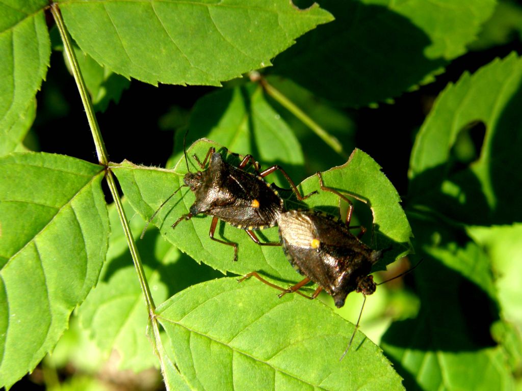 Pentatoma rupifes solitario e ...in compagnia