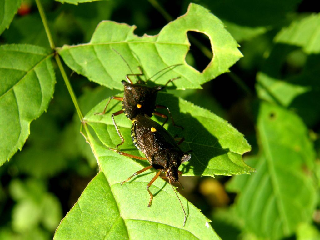 Pentatoma rupifes solitario e ...in compagnia