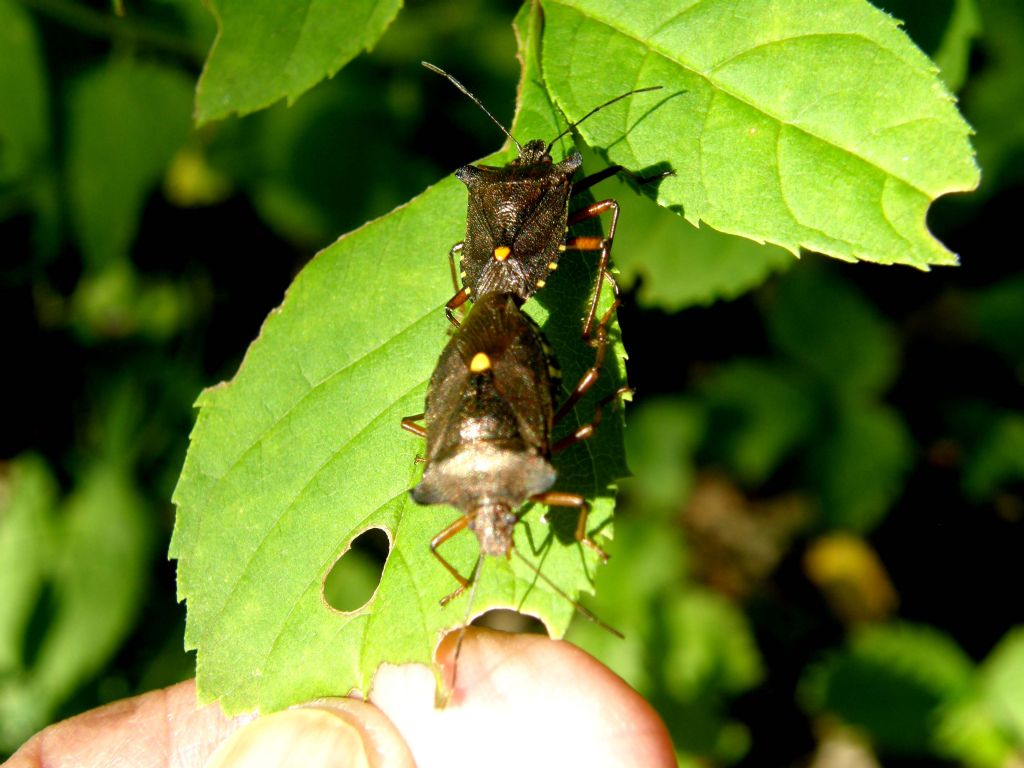 Pentatoma rupifes solitario e ...in compagnia