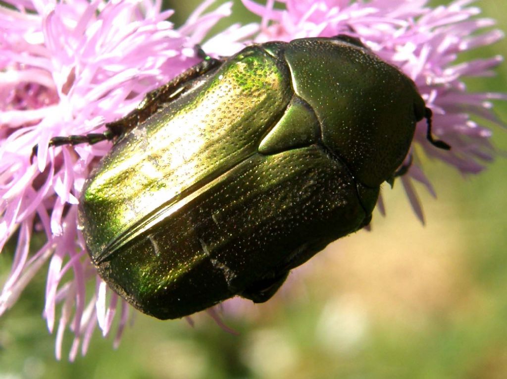 Cetoniidae da identificare: Protaetia cuprea metallica
