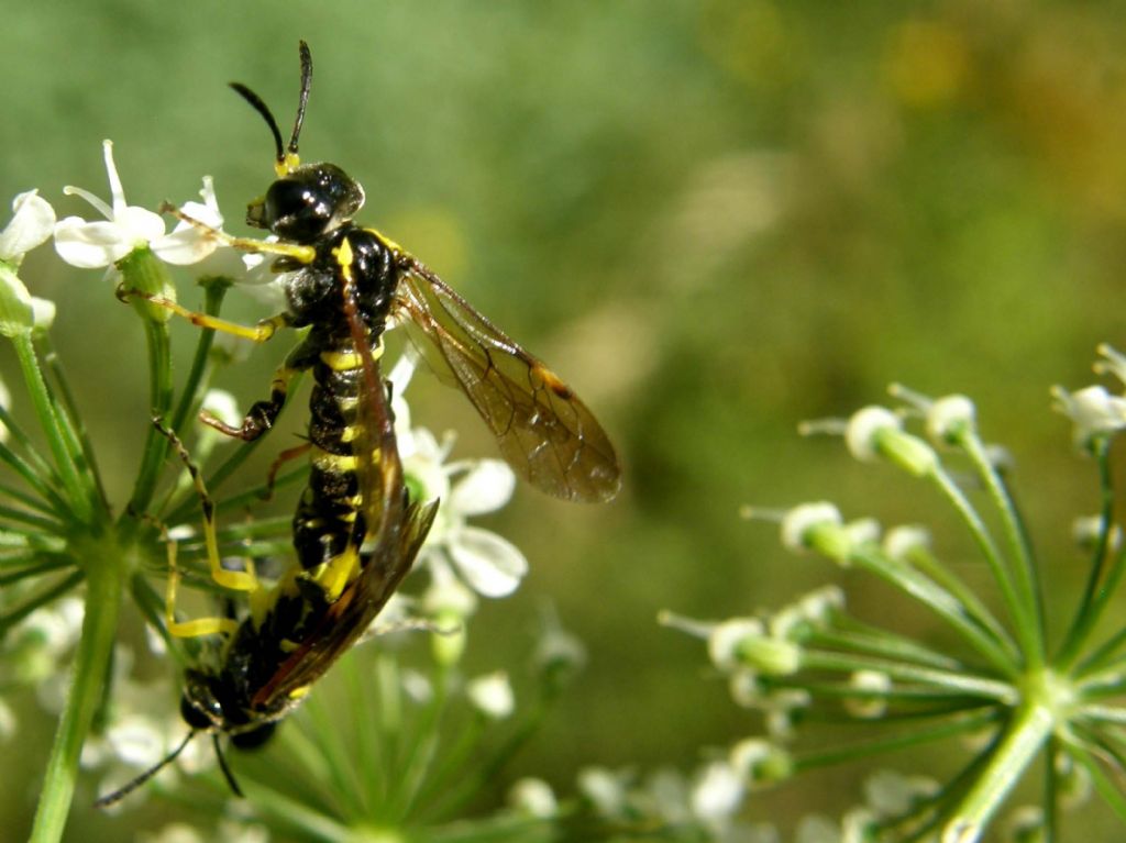 Tenthredinidae in accoppiamento.