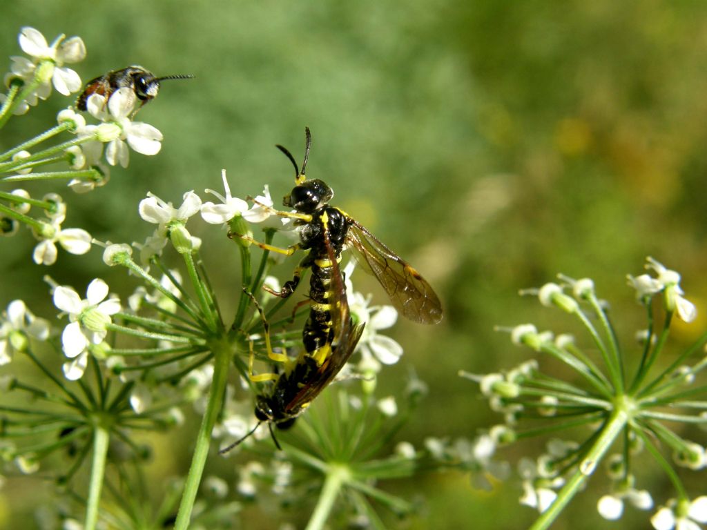 Tenthredinidae in accoppiamento.