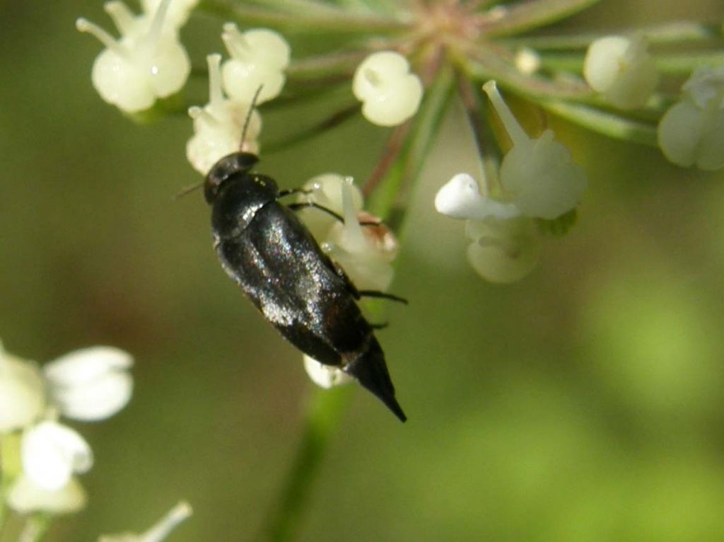 Neri con l''addome appuntito: Mordellidae