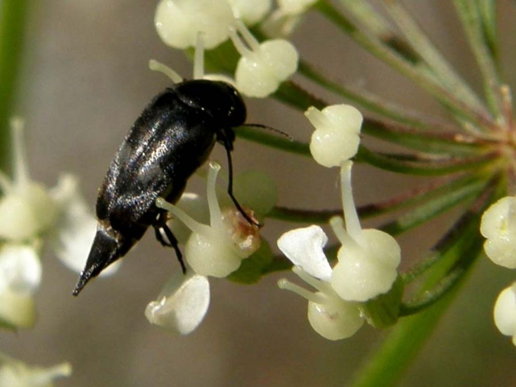 Neri con l''addome appuntito: Mordellidae