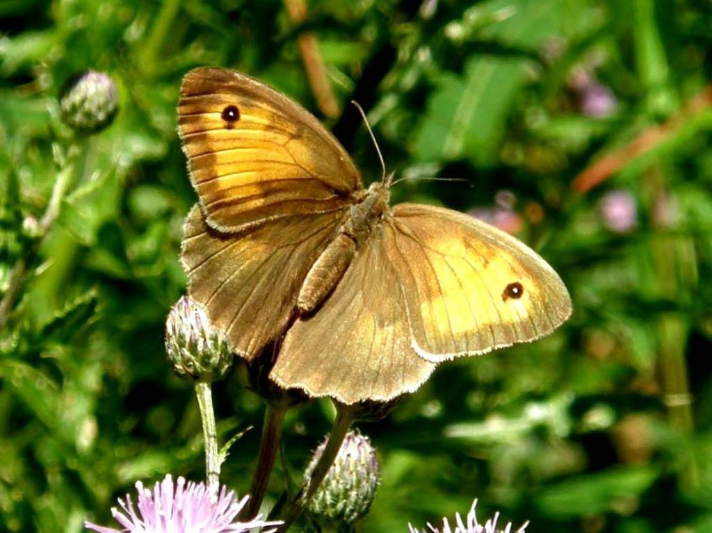 Altra farfalla valdostana da identificare