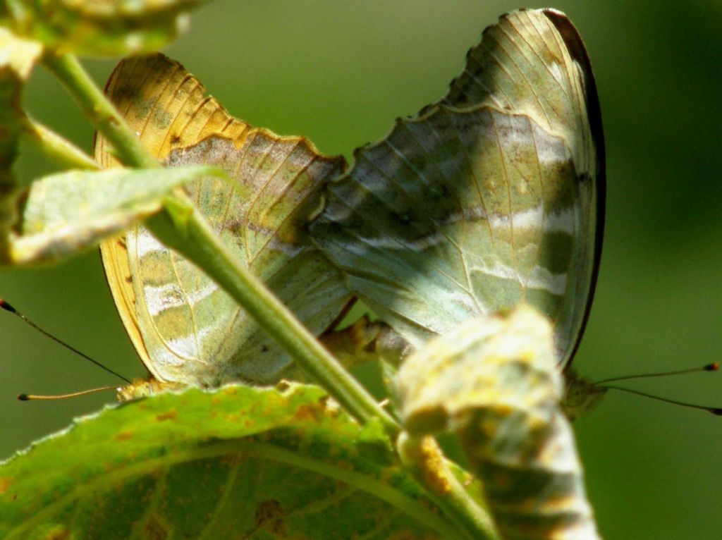 Farfalle in accoppiamento